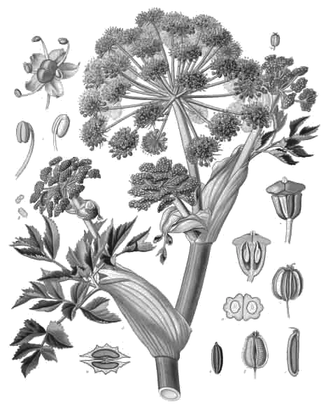 Angelica Root