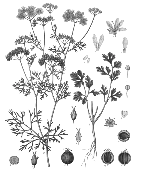 Coriander Seeds