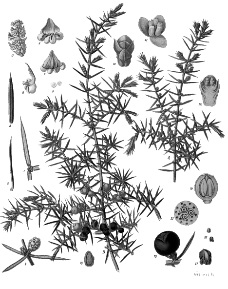 Juniper Berries