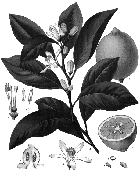 Lemon Peel