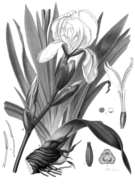 Orris Root